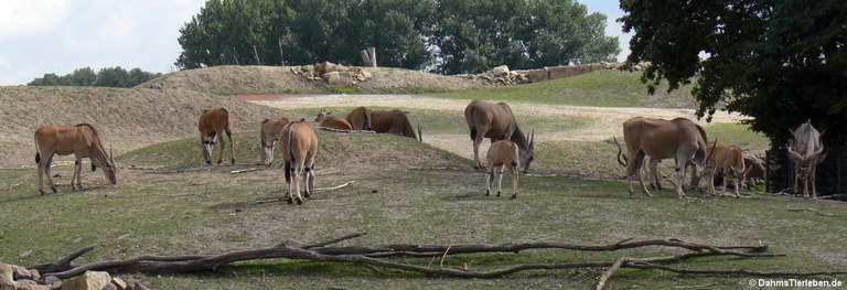 Tragelaphus oryx