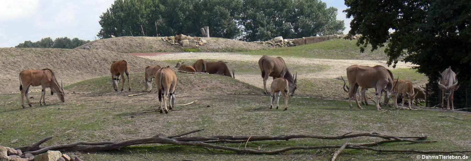 Tragelaphus oryx