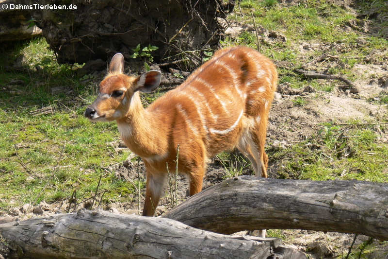 Westliche Sitatunga (Tragelaphus spekii gratus)