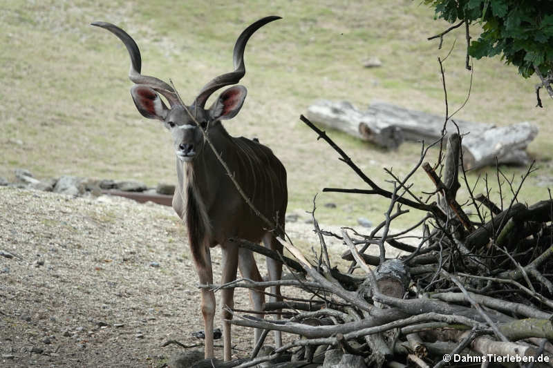 Großer Kudu (Tragelaphus strepsiceros)