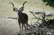 Großer Kudu (Tragelaphus strepsiceros) in der Zoom Erlebniswelt Gelsenkirchen