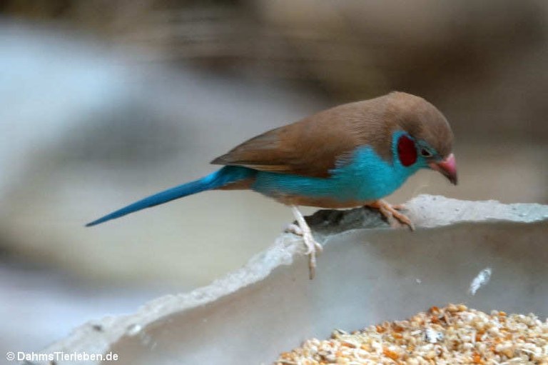 Uraeginthus bengalus