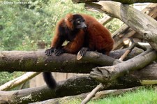 Roter Vari (Varecia rubra) im Zoom Gelsenkirchen