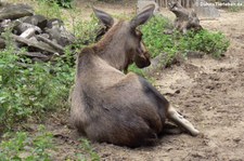 Eurasische Elche (Alces alces alces) im Zoom Gelsenkirchen