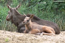 Eurasischer Elch (Alces alces alces) im Zoom Gelsenkirchen