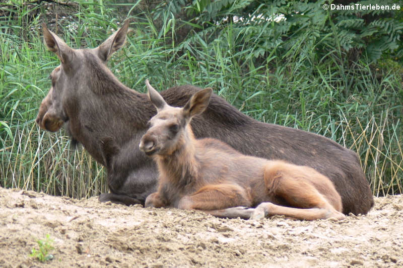 Eurasische Elche (Alces alces alces)