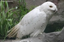 Schnee-Eule (Bubo scandiacus) im Zoom Gelsenkirchen