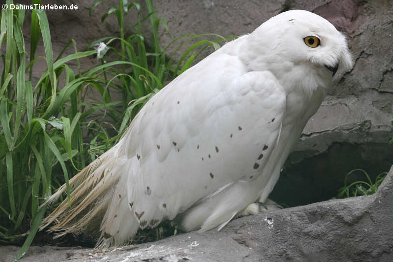 Bubo scandiacus