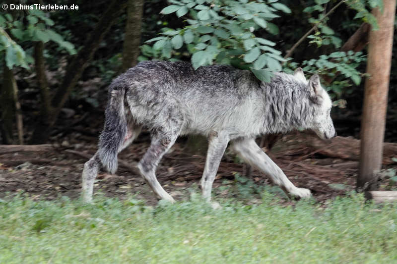 Canis lupus occidentalis