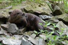 Nordamerikanischer Fischotter (Lontra canadensis) in der Zoom Erlebniswelt Gelsenkirchen