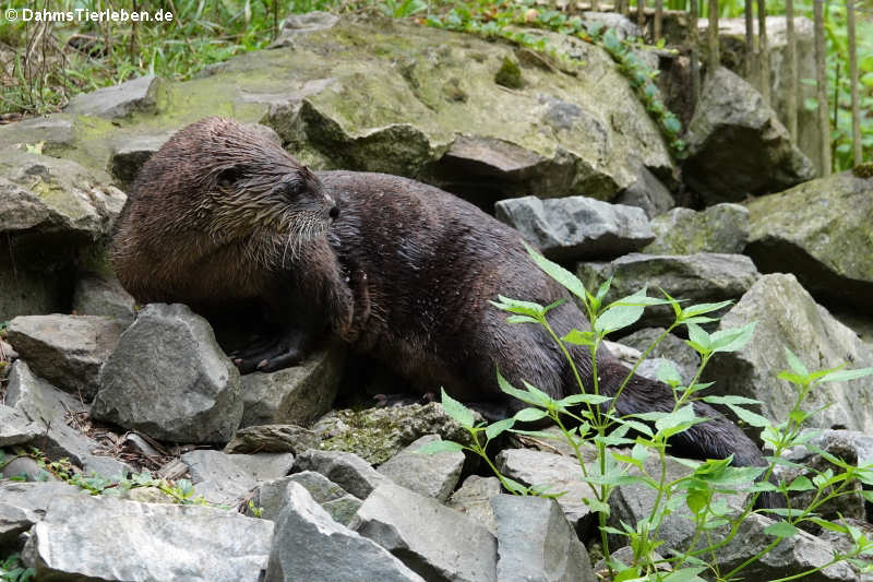 Lontra canadensis