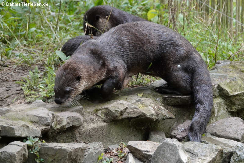 Lontra canadensis