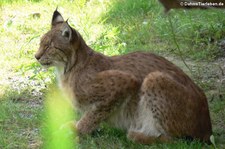 Kanadischer Luchs (Lynx canadensis) im Zoom Gelsenkirchen