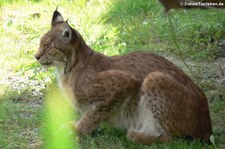 Kanadischer Luchs (Lynx canadensis) in der Zoom Erlebniswelt Gelsenkirchen
