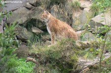 Kanadischer Luchs (Lynx canadensis) im Zoom Gelsenkirchen