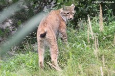 Kanadischer Luchs (Lynx canadensis) im Zoom Gelsenkirchen