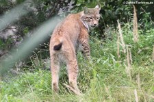 Kanadischer Luchs (Lynx canadensis) in der Zoom Erlebniswelt Gelsenkirchen
