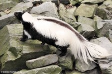 Streifenskunk (Mephitis mephitis) im der Zoom Erlebniswelt Gelsenkirchen