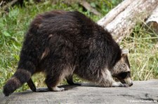 Nordamerikanischer Waschbär (Procyon lotor) in der Zoom Erlebniswelt Gelsenkirchen