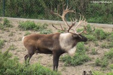 Hausrentier (Rangifer tarandus f. domestica) im Zoom Gelsenkirchen