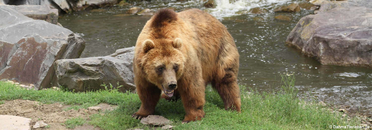 Ursus arctos beringianus