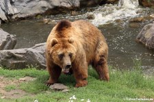 Kamtschatkabär (Ursus arctos beringianus) im Zoom Gelsenkirchen