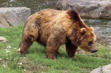 Kamtschatkabär (Ursus arctos beringianus) im Zoom Gelsenkirchen