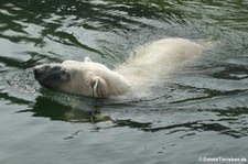 Eisbär (Ursus maritimus) im Zoom Gelsenkirchen