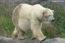 Eisbär (Ursus maritimus) im Zoom Gelsenkirchen