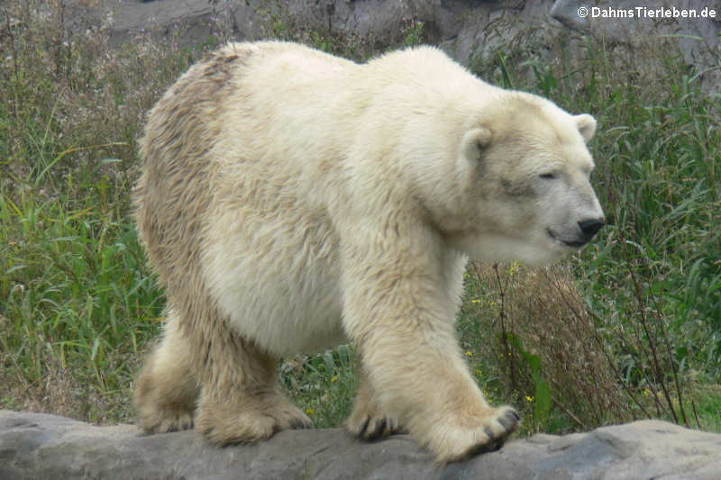 Eisbär (Ursus maritimus)