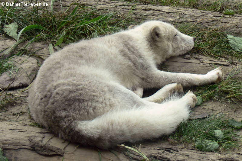 Vulpes lagopus