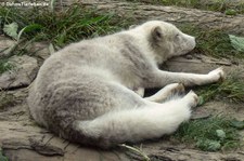 Polarfuchs (Alopex lagopus) im Zoom Gelsenkirchen