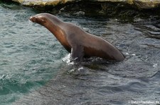 Kalifornischer Seelöwe (Zalophus californianus) in der Zoom Erlebniswelt Gelsenkirchen