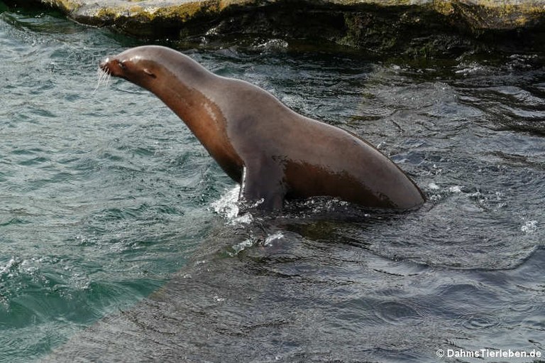 Zalophus californianus