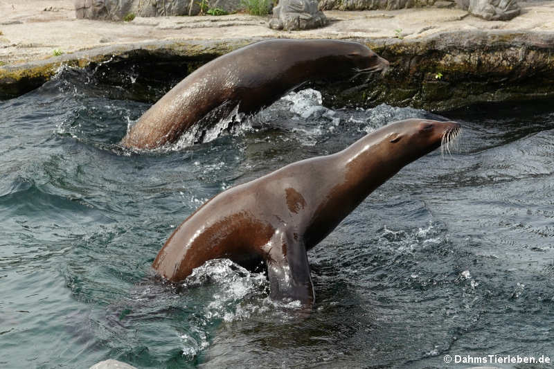 Kalifornische Seelöwen (Zalophus californianus)