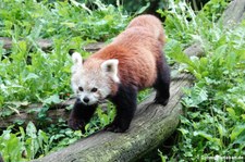Westlicher Kleiner Panda (Ailurus fulgens) in der Zoom Erlebniswelt Gelsenkirchen