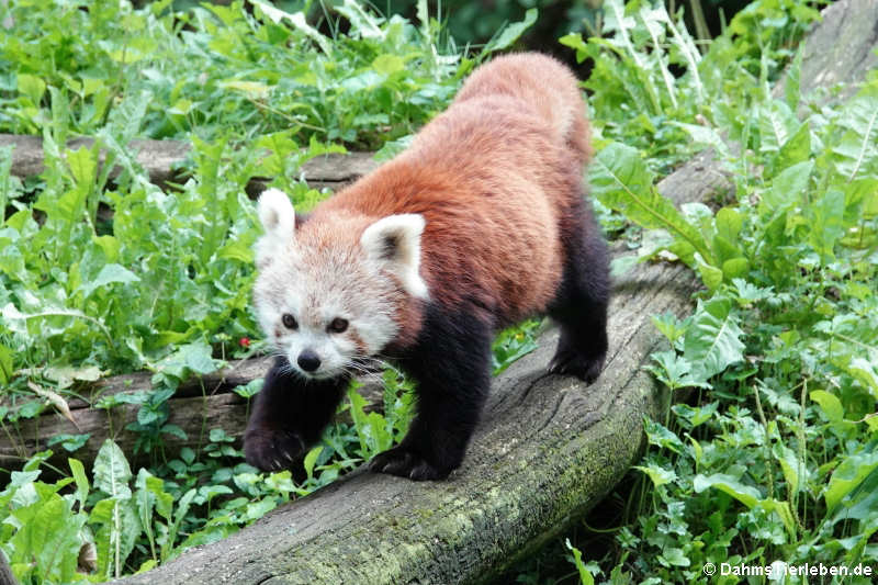 Ailurus fulgens