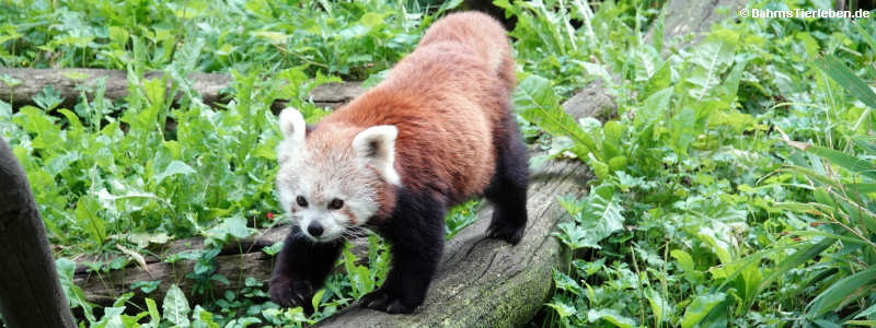 Westlicher Kleiner Panda (Ailurus fulgens)