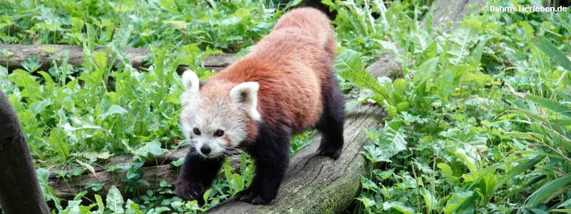 Westlicher Kleiner Panda (Ailurus fulgens)