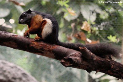 Prevost-Schönhörnchen (Callosciurus prevostii)