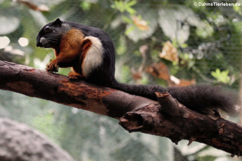 Prevost-Schönhörnchen (Callosciurus prevostii)