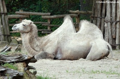 Trampeltiere (Camelus ferus f. bactrianus)