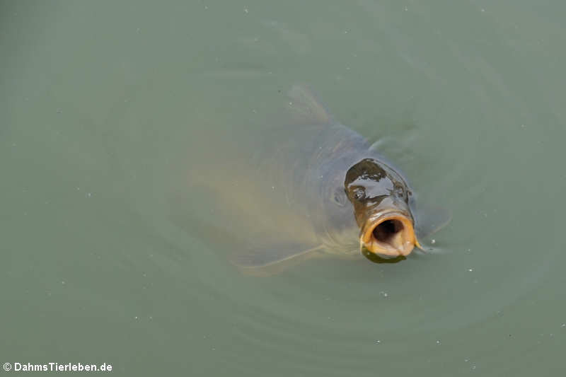 Karpfen (Cyprinus carpio)