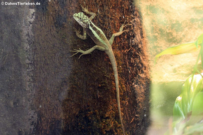 Chinesische Bergagame (Diploderma splendidum)