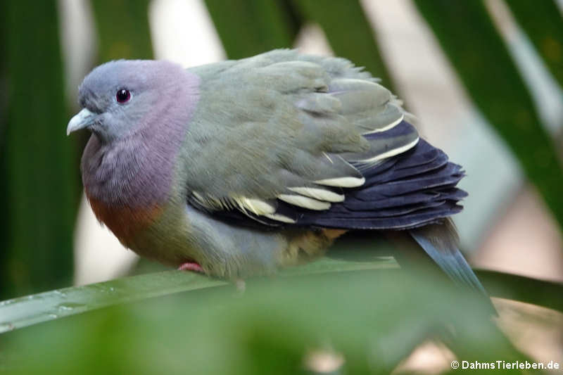 Zweifarben-Fruchttaube (Ducula bicolor)