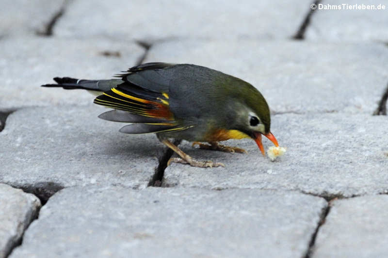 Sonnenvogel oder Chinesische Nachtigal (Leiothrix lutea)