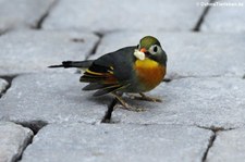 Rotschnabel-Sonnenvogel (Leiothrix lutea) im Zoom Gelsenkirchen