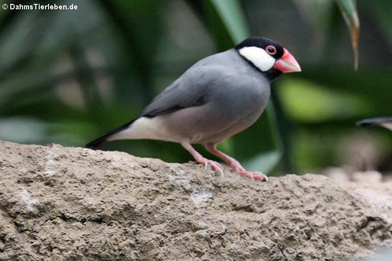 Reisfink (Lonchura oryzivora)