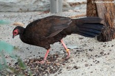 Weiblicher Edwardsfasan (Lophura edwardsi) in der Zoom Erlebniswelt Gelsenkirchen