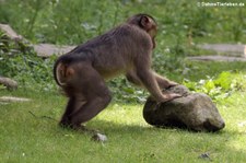 Südlicher Schweinsaffe (Macaca nemestrina) in der Zoom Erlebniswelt Gelsenkirchen